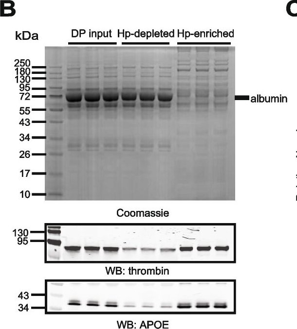 Fig.1.B showing Western Blotting from the publication: Heparin-enriched plasma proteome is significantly altered in Alzheimer's disease.