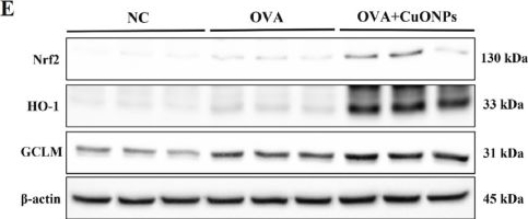 Fig.3.E showing Western Blotting in a Mus musculus (House mouse) sample from the publication: Nrf2 pathway mediates copper oxide nanoparticle-induced exacerbation of allergic asthma.