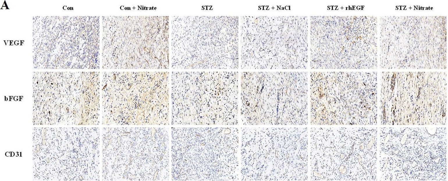 Fig.4.A showing Immunohistochemistry in a Rattus norvegicus (Rat) sample from the publication: Exploring the wound healing potential of dietary nitrate in diabetic rat model.