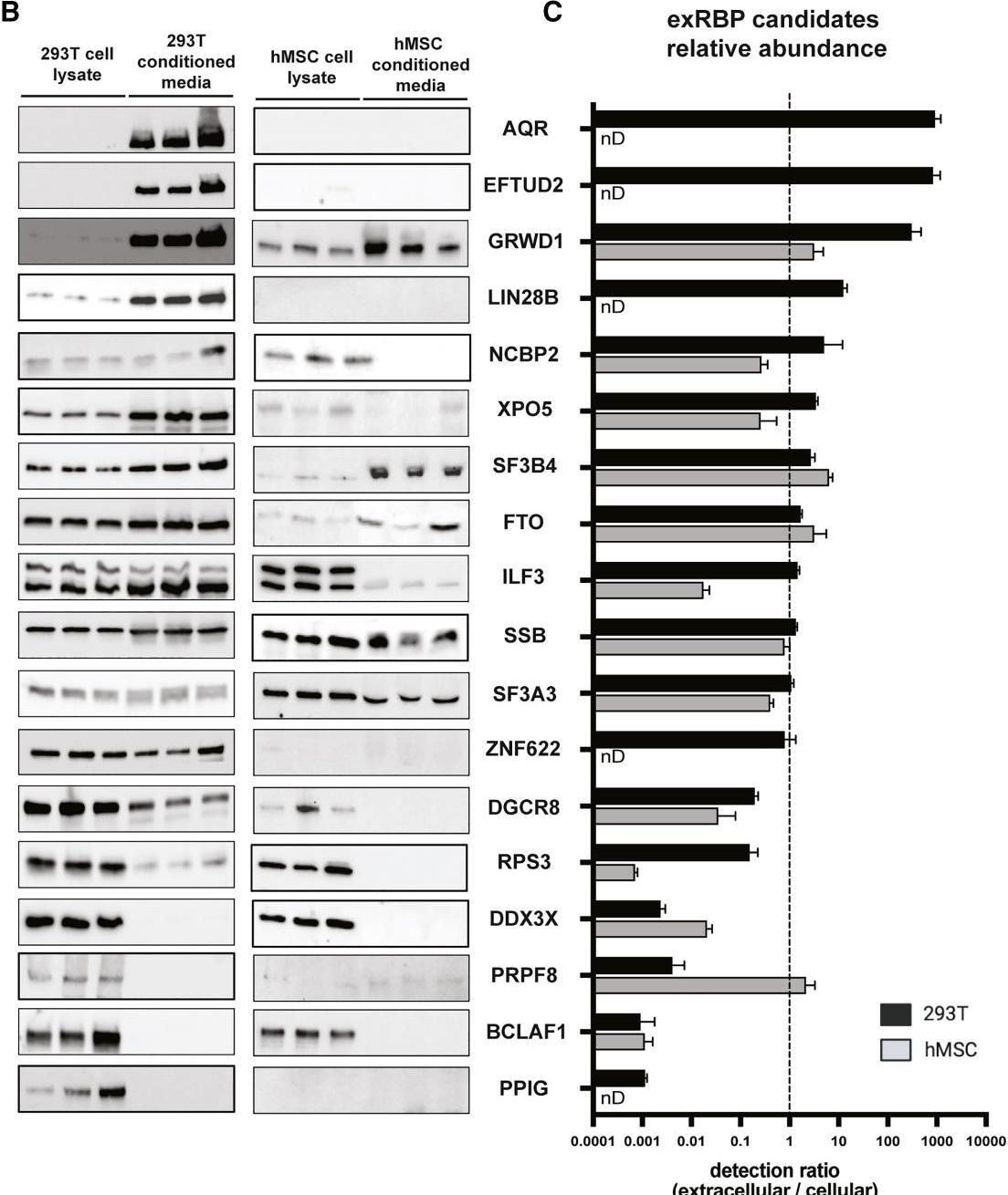 Fig.3.B showing Western Blotting in a Homo sapiens (Human) sample from the publication: exRNA-eCLIP intersection analysis reveals a map of extracellular RNA binding proteins and associated RNAs across major human biofluids and carriers.