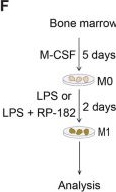 Fig.4.F from the publication: RP-182 alleviated obstruction-induced renal fibrosis by reprogramming CD206+ macrophages.