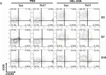 Fig.6.A showing Flow cytometry/Cell sorting in a Mus musculus (House mouse) sample from the publication: Th17 effector cells support B cell responses outside of germinal centres.