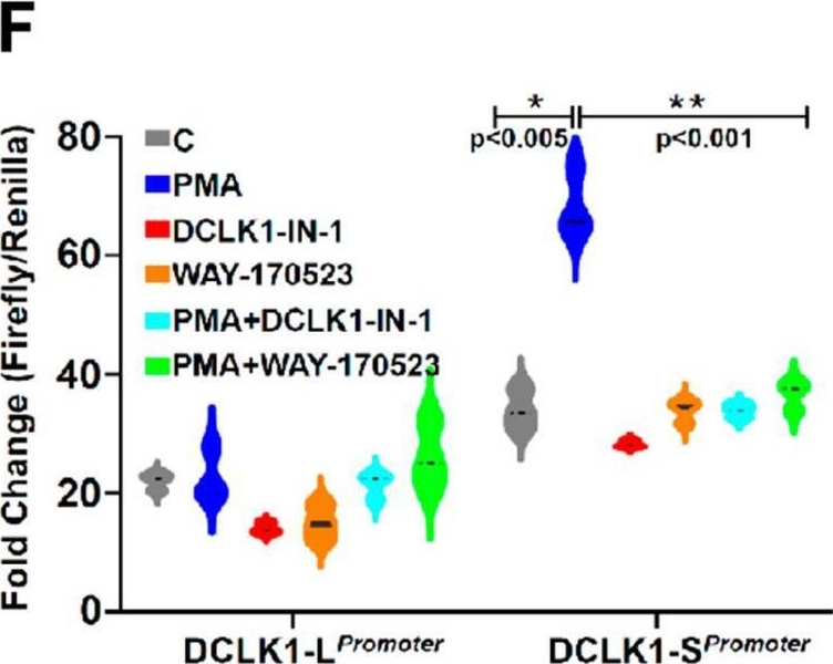 Fig.4.F from the publication: DCLK1 isoform (DCLK1-S) as a critical player in promoting inflammation, tissue remodeling, and EMT in mouse models of colitis.