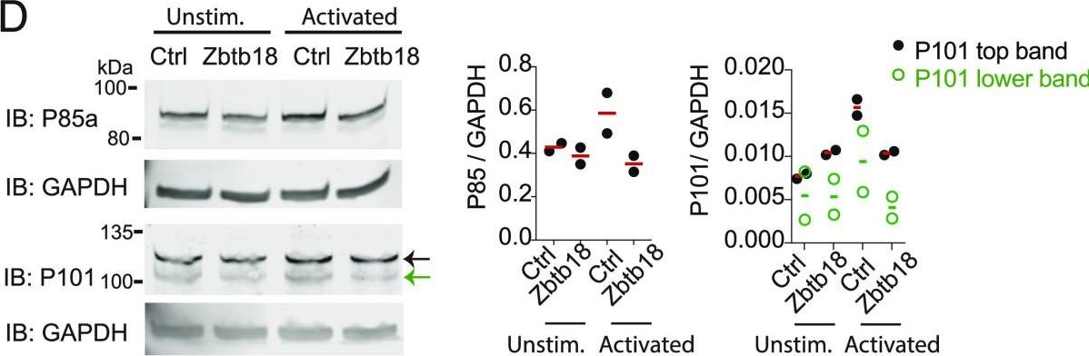Fig.4.D showing Western Blotting in a Homo sapiens (Human) sample from the publication: The Zinc Finger Protein Zbtb18 Represses Expression of Class I Phosphatidylinositol 3-Kinase Subunits and Inhibits Plasma Cell Differentiation.