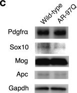 Fig.2.C showing Western Blotting from the publication: Dysregulated synaptic gene expression in oligodendrocytes of spinal and bulbar muscular atrophy.
