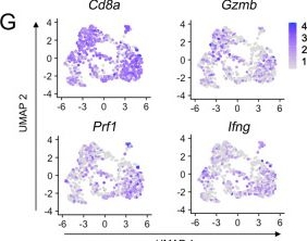 Fig.2.G showing Flow cytometry/Cell sorting in a Mus musculus (House mouse) sample from the publication: Reciprocal inhibition between TP63 and STAT1 regulates anti-tumor immune response through interferon-γ signaling in squamous cancer.