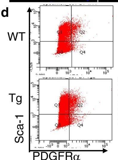Fig.2.D showing Flow cytometry/Cell sorting in a Mus musculus (House mouse) sample from the publication: Depletion of CD206+ M2-like macrophages induces fibro-adipogenic progenitors activation and muscle regeneration.