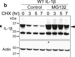 Fig.5.B showing Western Blotting from the publication: The ubiquitylation of IL-1β limits its cleavage by caspase-1 and targets it for proteasomal degradation.