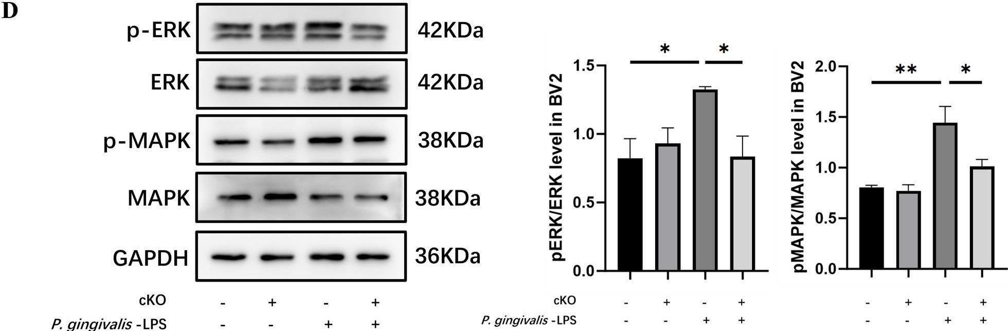 Fig.7.D showing Western Blotting in a Mus musculus (House mouse) sample from the publication: Stat3-mediated Th17 pathogenicity induced by periodontitis contributes to cognitive impairment by promoting microglial M1 polarization.
