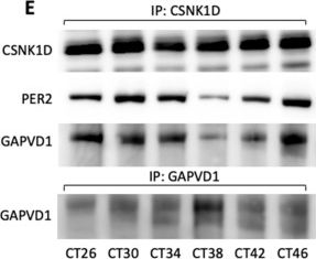 Fig.5.E showing Western Blotting from the publication: Phosphorylation of GAPVD1 Is Regulated by the PER Complex and Linked to GAPVD1 Degradation.