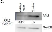 Fig.1.C showing Western Blotting in a Mus musculus (House mouse) sample from the publication: Rpl5-Inducible Mouse Model for Studying Diamond-Blackfan Anemia.