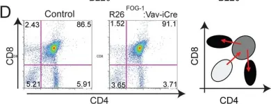 Fig.7.D showing Flow cytometry/Cell sorting from the publication: Hematopoietic overexpression of FOG1 does not affect B-cells but reduces the number of circulating eosinophils.