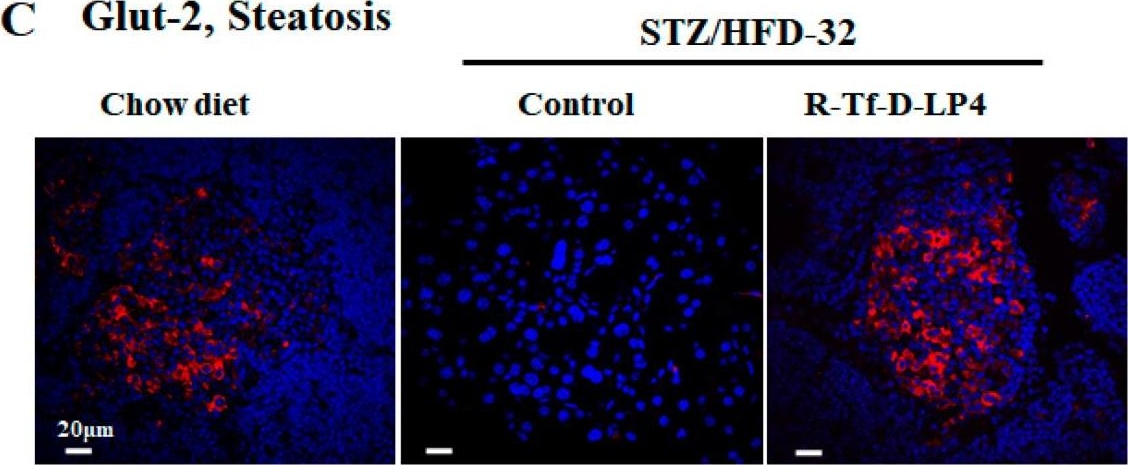 Fig.6.C showing Immunohistochemistry-immunofluorescence in a Mus musculus (House mouse) sample from the publication: The VDAC1-based R-Tf-D-LP4 Peptide as a Potential Treatment for Diabetes Mellitus.