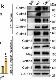 Fig.4.K showing Western Blotting from the publication: Palmitoylation regulates myelination by modulating the ZDHHC3-Cadm4 axis in the central nervous system.