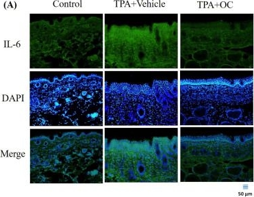 Fig.4.A showing Immunohistochemistry-immunofluorescence from the publication: Protective Anti-Inflammatory and Antioxidant Mechanisms of Ohwia caudata Leaf Hydroethanolic Extract in a Dermatitis Mouse Model.