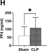 Fig.1.H showing Enzyme-linked immunosorbent assay from the publication: Toll-like Receptor 7 Deficiency Attenuates Platelet Dysfunction in Sepsis.