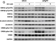 Fig.6.G showing Western Blotting from the publication: Silencing of hypothalamic FGF11 prevents diet-induced obesity.
