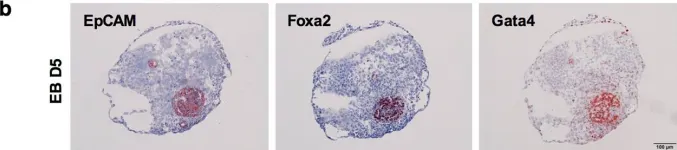 Fig.5.B showing Immunohistochemistry in a Mus musculus (House mouse) sample from the publication: Spatiotemporal patterning of EpCAM is important for murine embryonic endo- and mesodermal differentiation.