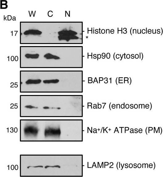 Fig.4.B showing Western Blotting in a Chlorocebus aethiops (Grivet monkey) sample from the publication: Components of the LINC and NPC complexes coordinately target and translocate a virus into the nucleus to promote infection.