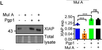 Fig.5.L showing Western Blotting from the publication: P-glycoprotein 1 as a shared target for resensitizing drug-resistant tumor cells and preventing fibronectin-driven metastasis.