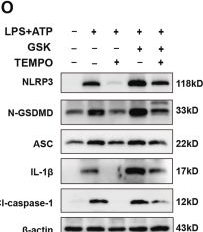 Fig.6.O showing Western Blotting from the publication: TRPV4 drives macrophage pyroptosis via mitochondrial dysfunction and mtROS-dependent NLRP3 inflammasome activation in acute lung injury.