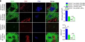 Fig.7.G showing Immunocytochemistry-immunofluorescence from the publication: Extrafollicular CD4+ T-B interactions are sufficient for inducing autoimmune-like chronic graft-versus-host disease.
