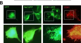 Fig.10.B showing Immunocytochemistry-immunofluorescence from the publication: Exosomes are unlikely involved in intercellular Nef transfer.