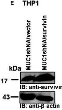 Fig.5.E showing Western Blotting from the publication: MUC1-C drives myeloid leukaemogenesis and resistance to treatment by a survivin-mediated mechanism.