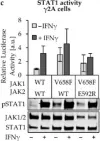 Fig.4.C showing Western Blotting in a Homo sapiens (Human) sample from the publication: Characterization of JAK1 Pseudokinase Domain in Cytokine Signaling.