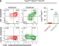 Fig.5.C showing Flow cytometry/Cell sorting from the publication: Transforming Growth Factor-beta signaling in αβ thymocytes promotes negative selection.