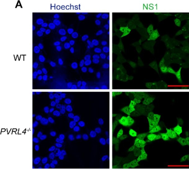 Fig.4.A showing Immunocytochemistry-immunofluorescence in a Homo sapiens (Human) sample from the publication: Interferon-stimulated gene PVRL4 broadly suppresses viral entry by inhibiting viral-cellular membrane fusion.