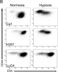 Fig.2.B showing Flow cytometry/Cell sorting in a Homo sapiens (Human) sample from the publication: Sub-sets of cancer stem cells differ intrinsically in their patterns of oxygen metabolism.