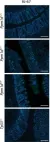 Fig.3.F showing Immunohistochemistry-immunofluorescence in a Mus musculus (House mouse) sample from the publication: Truncated PPM1D impairs stem cell response to genotoxic stress and promotes growth of APC-deficient tumors in the mouse colon.