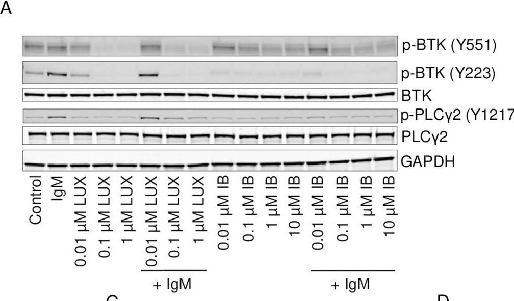 Fig.1.A showing Western Blotting in a Homo sapiens (Human) sample from the publication: Luxeptinib interferes with LYN-mediated activation of SYK and modulates BCR signaling in lymphoma.