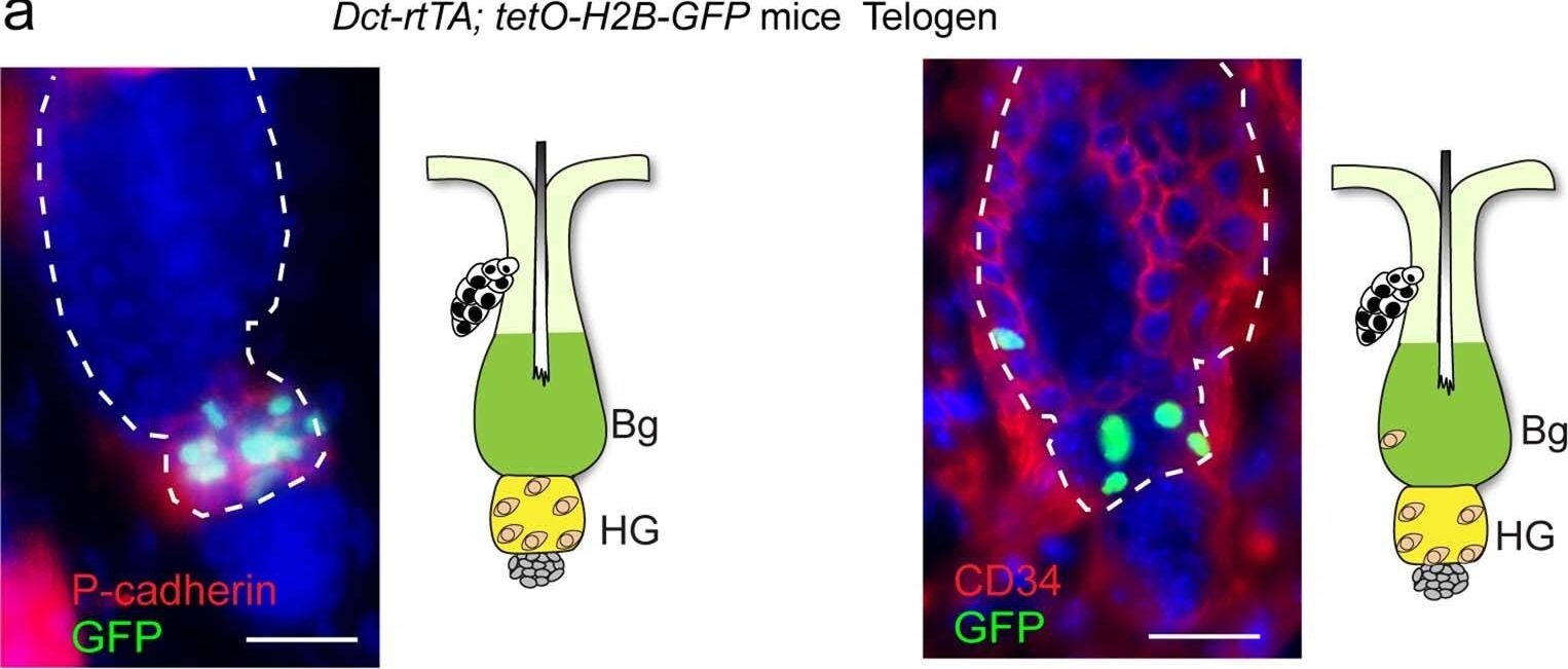Fig.1.A showing Immunohistochemistry-immunofluorescence in a Mus musculus (House mouse) sample from the publication: Dedifferentiation maintains melanocyte stem cells in a dynamic niche.