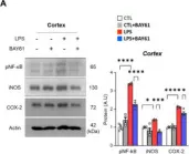 Fig.3.A showing Western Blotting in a Mus musculus (House mouse) sample from the publication: Pharmacological Inhibition of Spleen Tyrosine Kinase Suppressed Neuroinflammation and Cognitive Dysfunction in LPS-Induced Neurodegeneration Model.