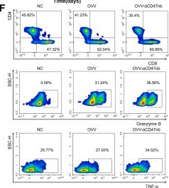 Fig.2.F showing Flow cytometry/Cell sorting in a Mus musculus (House mouse) sample from the publication: An oncolytic vaccinia virus encoding CD47 nanobody potentiates antitumor immunity in multiple myeloma.