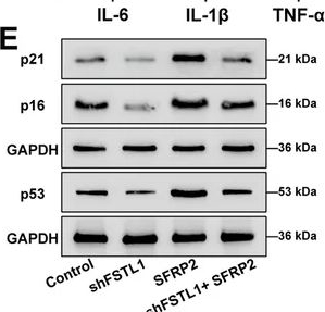 Fig.7.E showing Western Blotting from the publication: Secreted Frizzled-Related Protein 2 (SFRP2) Induces Follistatin-Like 1 (FSTL1) to Regulate Dihydrotestosterone (DHT)-Induced Dermal Papilla Cell Mitochondrial Dysfunction and Senescence.