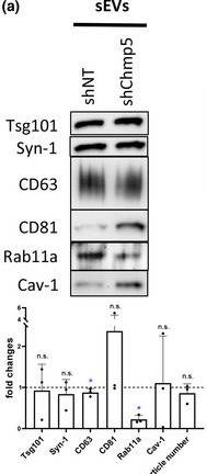 Fig.6.A showing Western Blotting from the publication: Accessory ESCRT-III proteins are conserved and selective regulators of Rab11a-exosome formation.