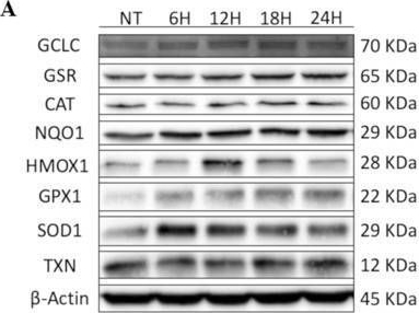 Fig.6.A showing Western Blotting from the publication: Hypnea musciformis Seaweed Extract Protected Human Mesenchymal Stem Cells From Oxidative Stress Through NRF2 Activation.