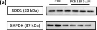 Fig.8.A showing Western Blotting in a Homo sapiens (Human) sample from the publication: PCB 118 Exposure Modulates Chromatin Organization, Ribosome Biogenesis, and Autophagy-Related Pathways in Neuron-like: A Transcriptomic Analysis.
