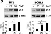 Fig.1.D showing Western Blotting from the publication: Mechanisms of Sensitivity and Resistance of Primary Effusion Lymphoma to Dimethyl Fumarate (DMF).