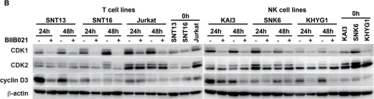Fig.5.B showing Western Blotting from the publication: The heat shock protein 90 inhibitor BIIB021 suppresses the growth of T and natural killer cell lymphomas.