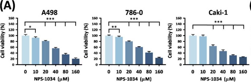 Fig.1.A from the publication: NPS-1034 Exerts Therapeutic Efficacy in Renal Cell Carcinoma Through Multiple Targets of MET, AXL, and TNFRSF1A Signaling in a Metastatic Model.