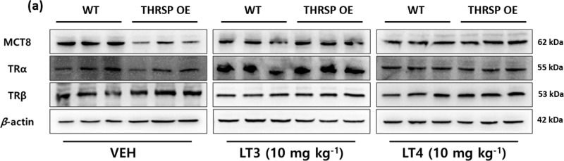 Fig.10.A showing Western Blotting from the publication: Low striatal T3 is implicated in inattention and memory impairment in an ADHD mouse model overexpressing thyroid hormone-responsive protein.