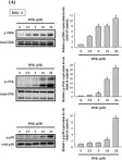 Fig.6.A showing Western Blotting from the publication: Deoxyshikonin Mediates Heme Oxygenase-1 Induction and Apoptotic Response via p38 Signaling in Tongue Cancer Cell Lines.