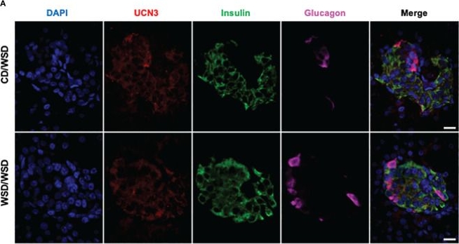 Fig.3.A showing Immunohistochemistry-immunofluorescence from the publication: Analysis of beta-cell maturity and mitochondrial morphology in juvenile non-human primates exposed to maternal Western-style diet during development.