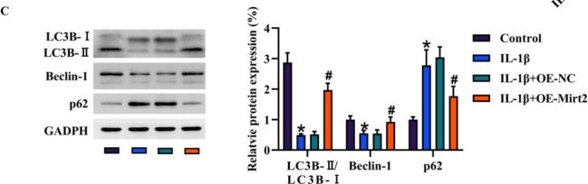 Fig.4.C showing Western Blotting from the publication: LncRNA Mirt2 Attenuates Osteoarthritis Progression by Promoting miR-429/TBK1-Mediated Autophagy.